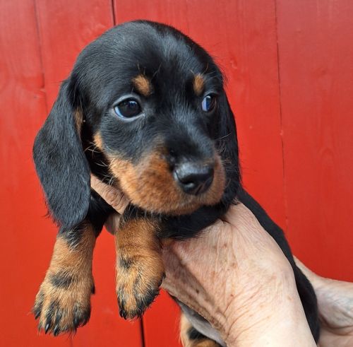 Nala