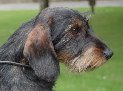 bellona1