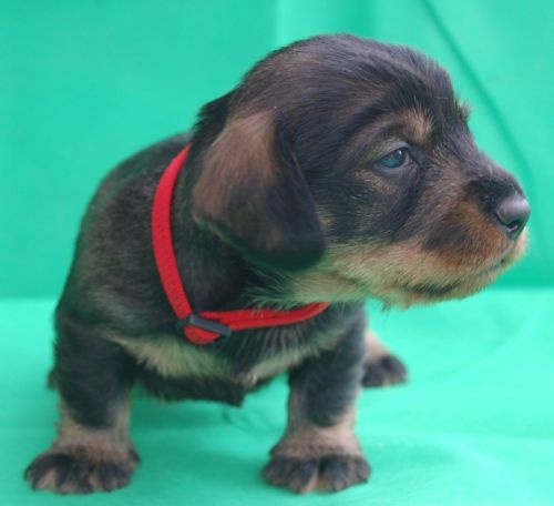 berti2k